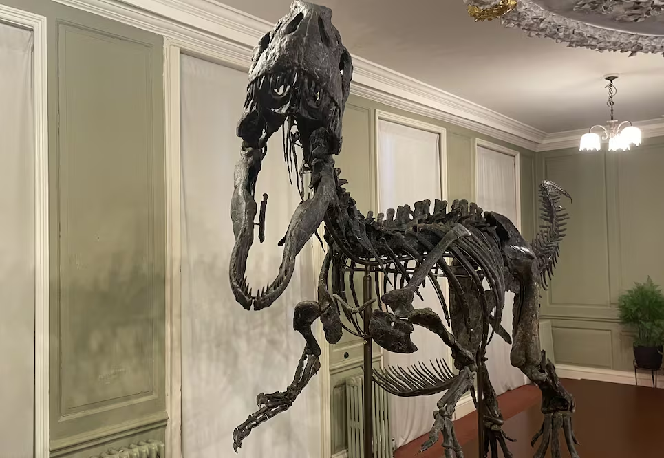 Exhiben por primera vez al «Juliasaurus», un dinosaurio de seis metros casi intacto