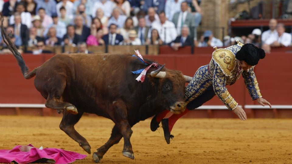 (VIDEO) El torero Morante de la Puebla sufre cornada en el recto: tiene perforación y su pronóstico es «muy grave»