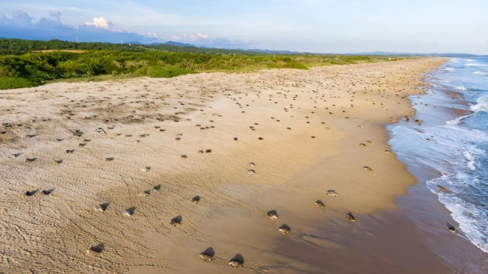 FGR investiga el saqueo de huevos de tortuga en playa de Oaxaca tras denuncia de la Comisión de Áreas Naturales Protegidas