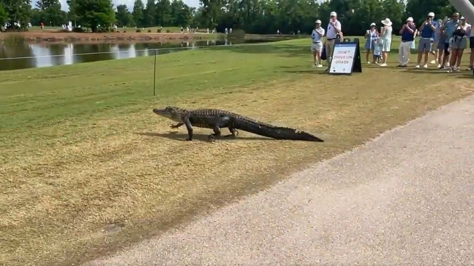 ¡Se roba el show! Cocodrilo aparece en pleno campo de golf e interrumpe por unos minutos el PGA Tour en Nueva Orleans