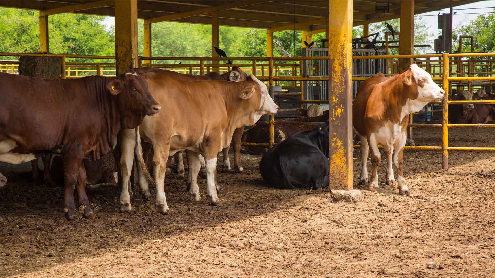 Se dispara a 90 casos de gusano barrenador en NL
