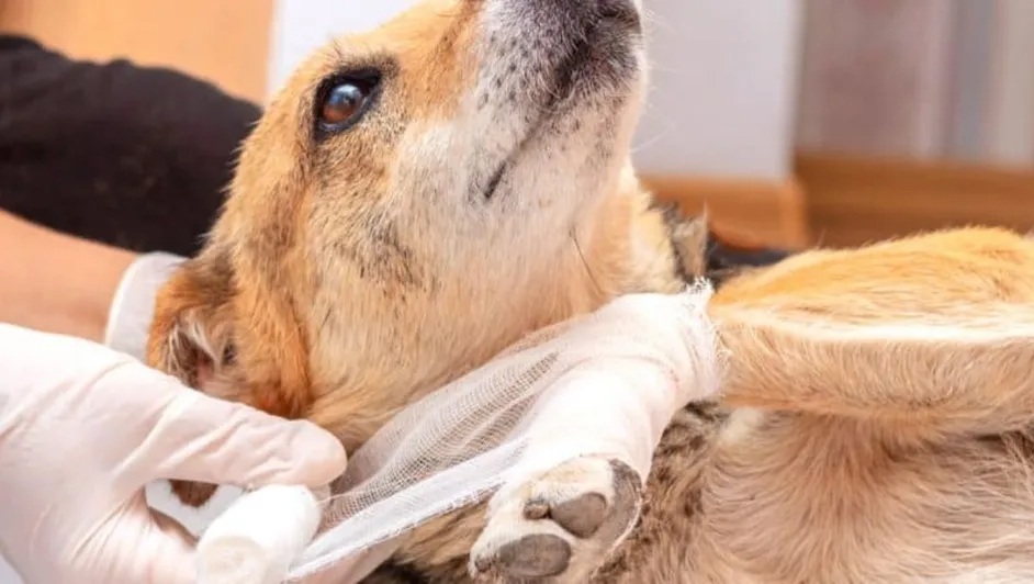 Detectan en San Pedro caso de gusano barrenador en un perro