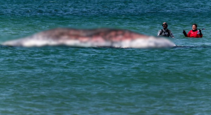 Muer* la ballena jorobada que estuvo encallada durante casi dos meses en el Báltico
