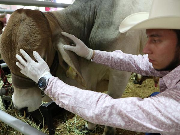 Registra Carbonífera siete casos de gusano barrenador