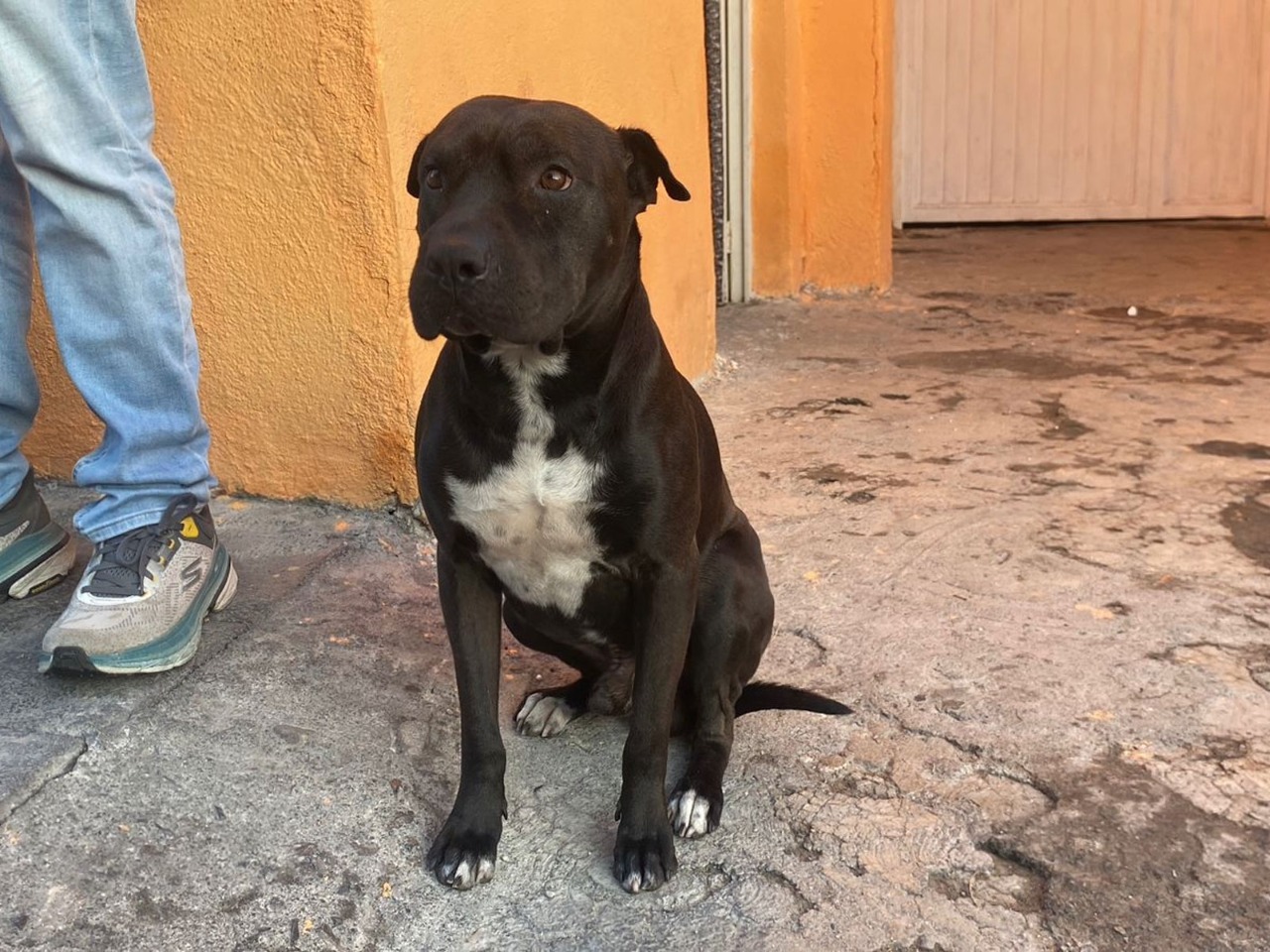Rescatan a familia y mascota de incendio