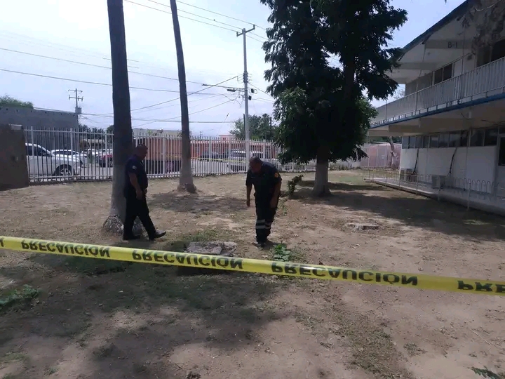 Ataca enjambre de abejas a empleado del CBTis 20