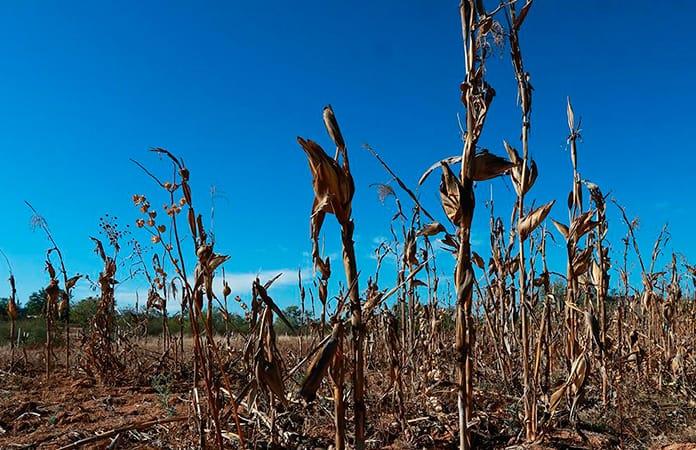 Se prolonga sequía que amenaza a los ganaderos de Nueva Rosita