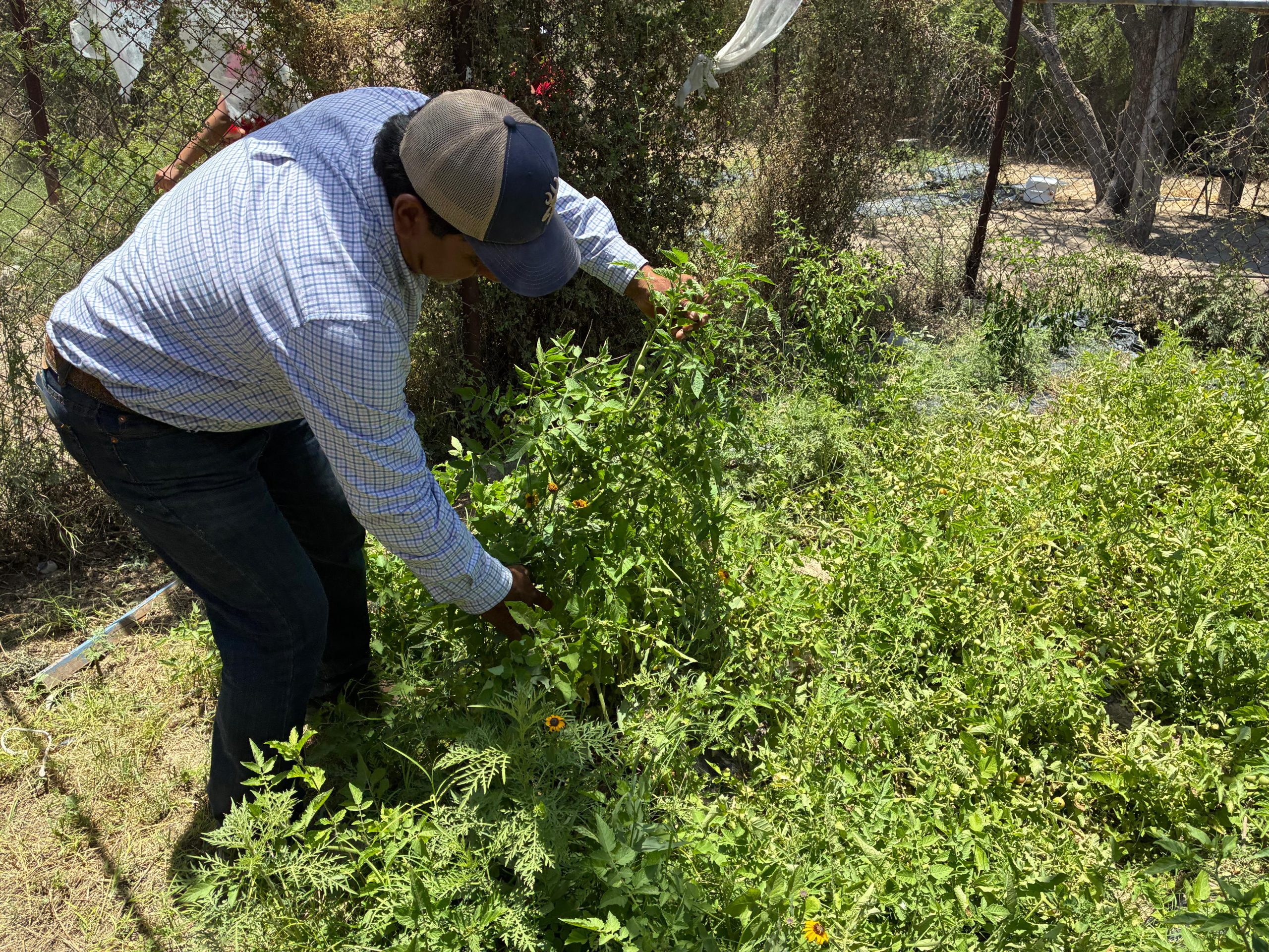 Reconecta a jóvenes con el campo: maestro Octavio
