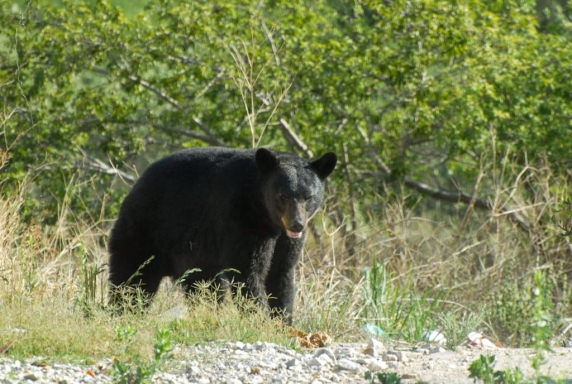 Piden evitar y no alimentar a osos
