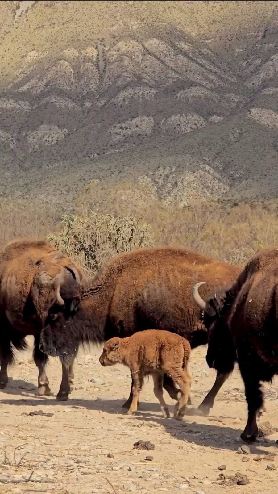 Integran a su hábitat a 3 crías de bisonte