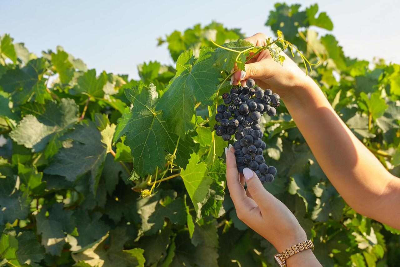 Alista Ramos Arizpe su ‘Wine Fest 2026’