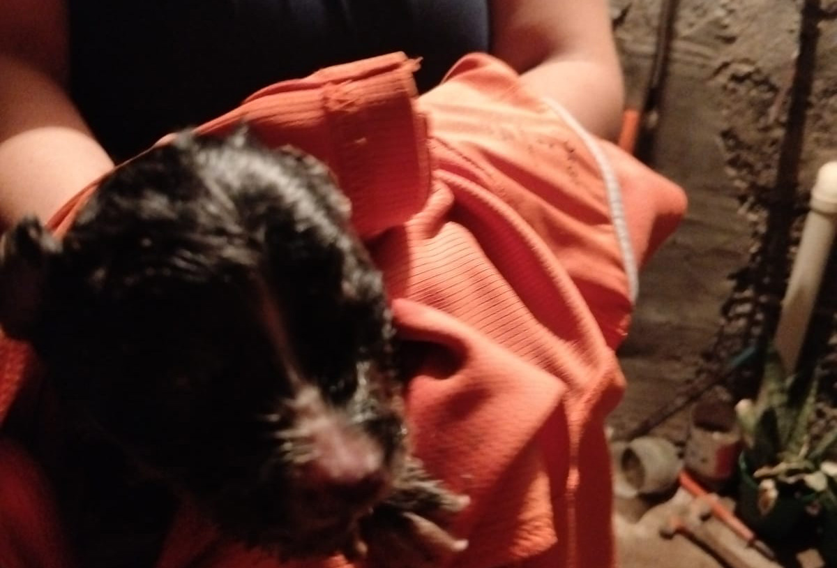 Rescatan a perro que cayó a drenaje en San Buenaventura