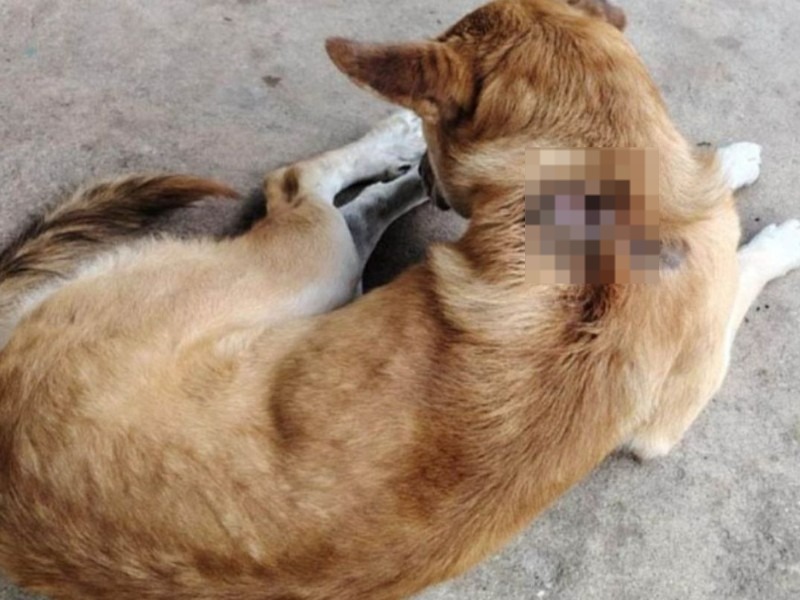 Ataca gusano barrenador a perro en la Hipódromo