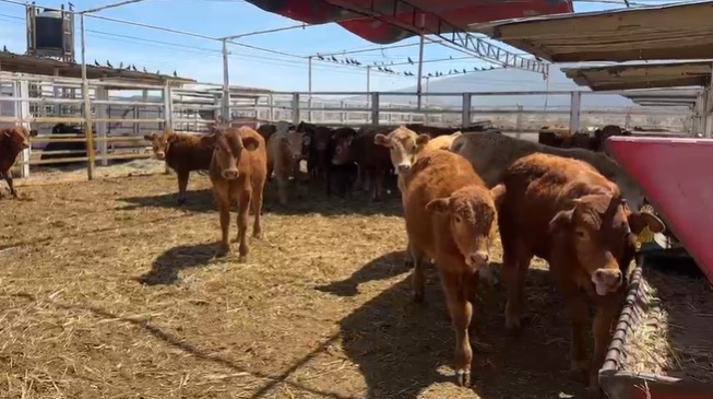 Liberan con aeronaves moscas estériles contra el barrenador