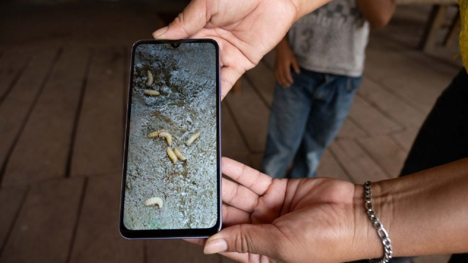 Detectan el primer caso de miasis por gusano barrenador en humanos en la CDMX