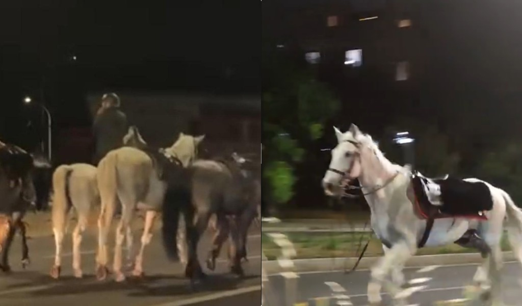 Tres heridos después de que unos 30 caballos escaparan asustados por una avenida de Roma