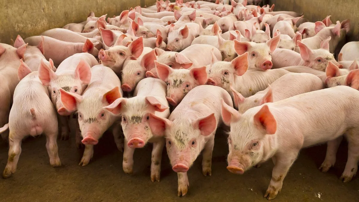 México suspende importaciones de algunos productos de cerdo de EU tras detección de virus de pseudorrabia
