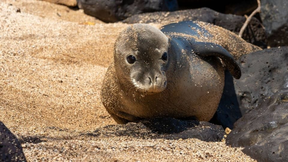 Arrestan en Seattle a sujeto por arrojar una piedra contra foca monje en Hawaii
