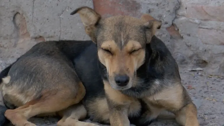 Confirman Primer Caso de Gusano Barrenador de Ganado en un Perro en Coahuila