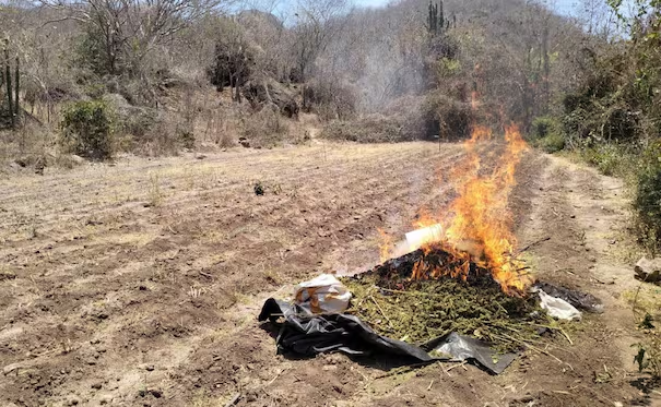 Marina incinera plantío de m*rihuana en Sinaloa; fue hallado durante patrullajes de vigilancia