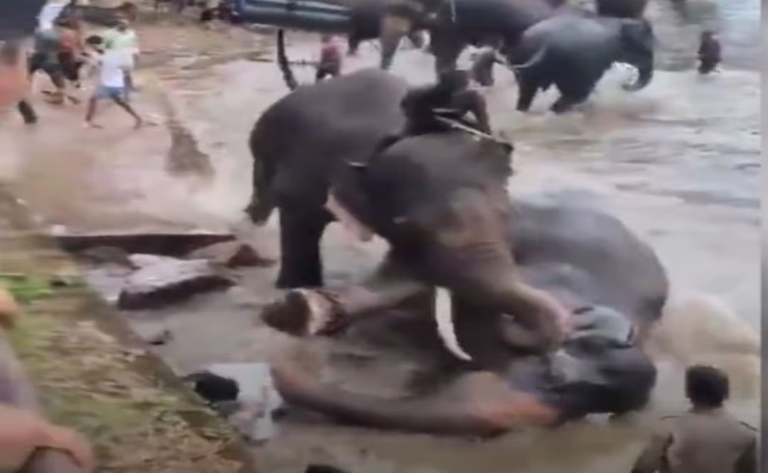 Turista fallece tras ser aplastada por un elefante en santuario de la India; quedó atrapada en pelea entre los animales