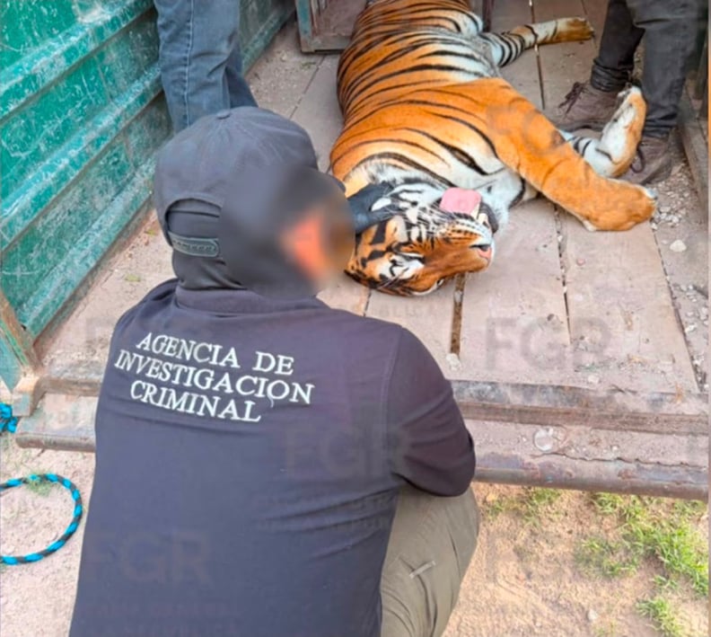 Decomisan animales exóticos y vehículos en rancho de Durango