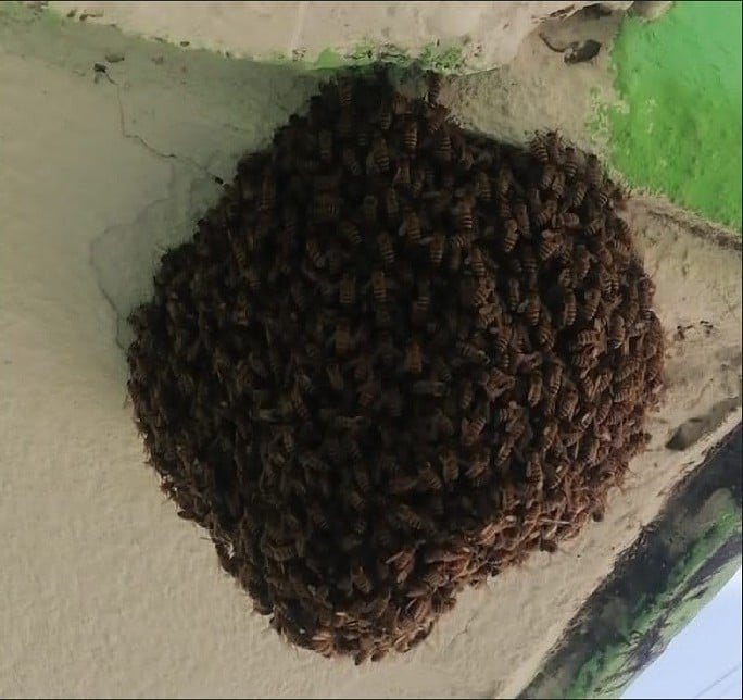 Alertan por riesgos de ataques de abejas