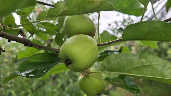 TENDRÁ ARTEAGA BUENA PRODUCCIÓN DE MANZANA