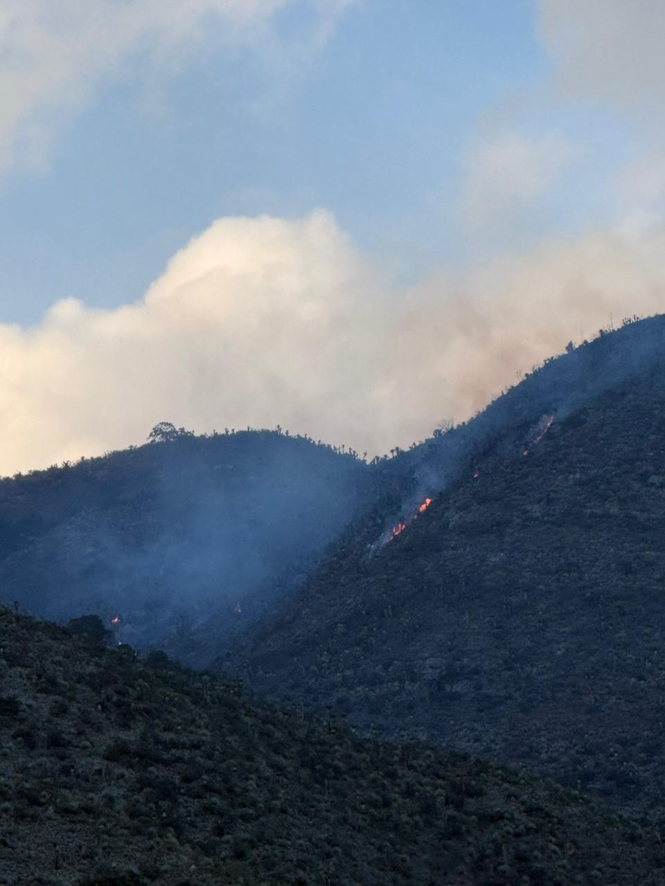 Extinguen incendio forestal en la Sierra