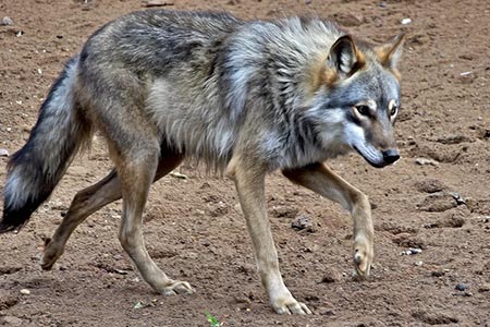 Proyecta el Museo del desierto regreso del Lobo Gris a Coahuila