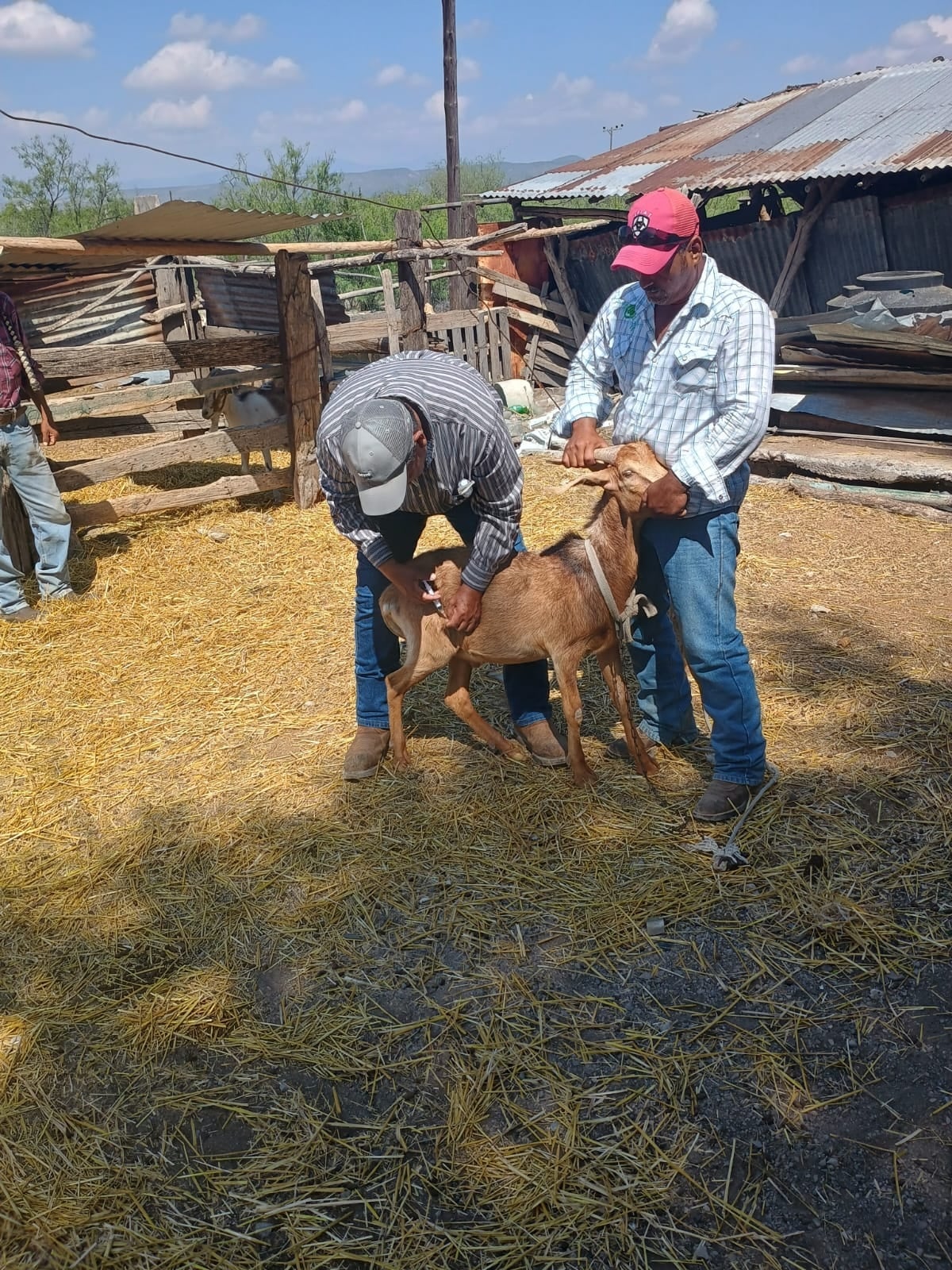 Tendrá valor agregado la producción lácteo caprina