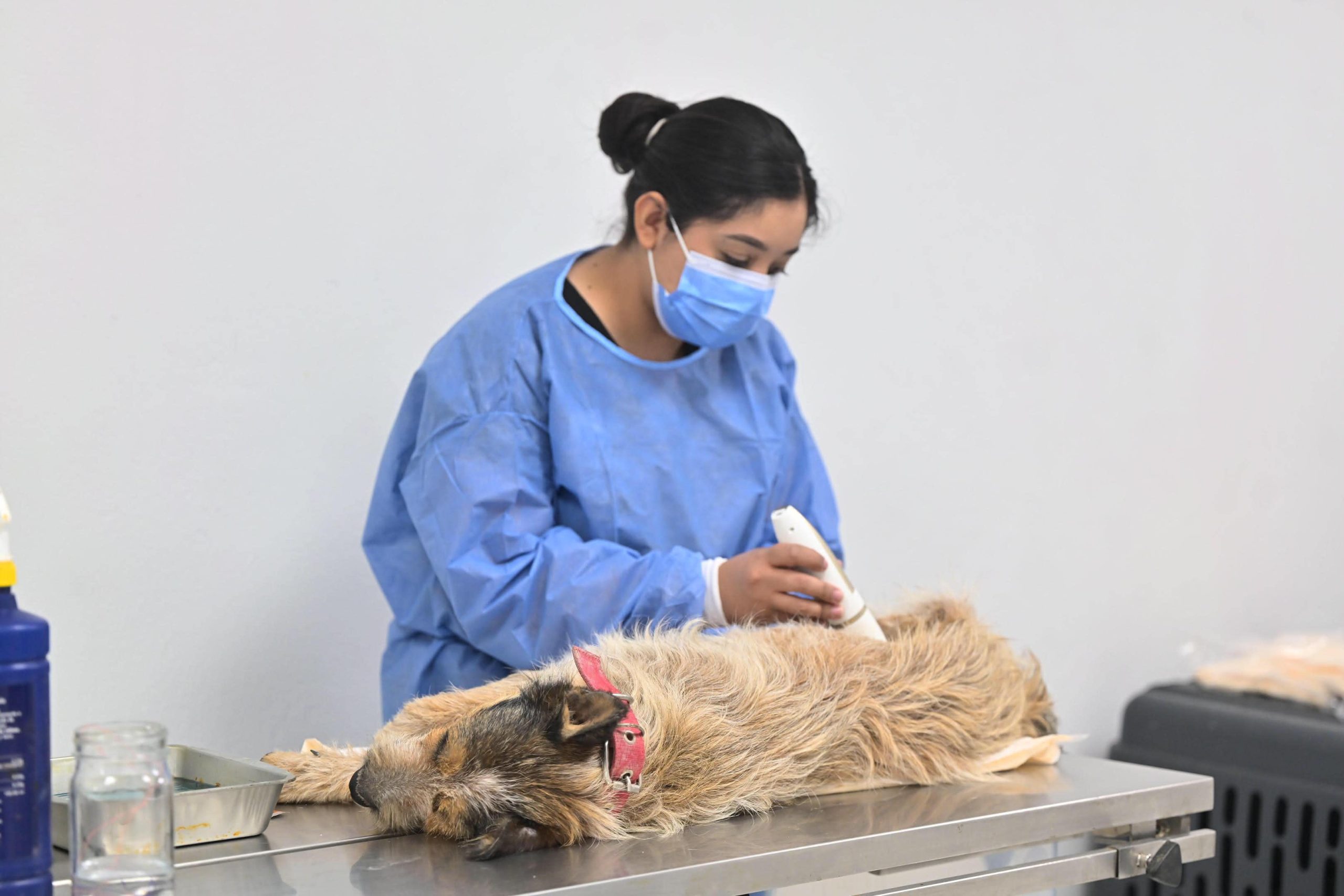 Esterilizaciones gratuitas en Centro de Bienestar Animal