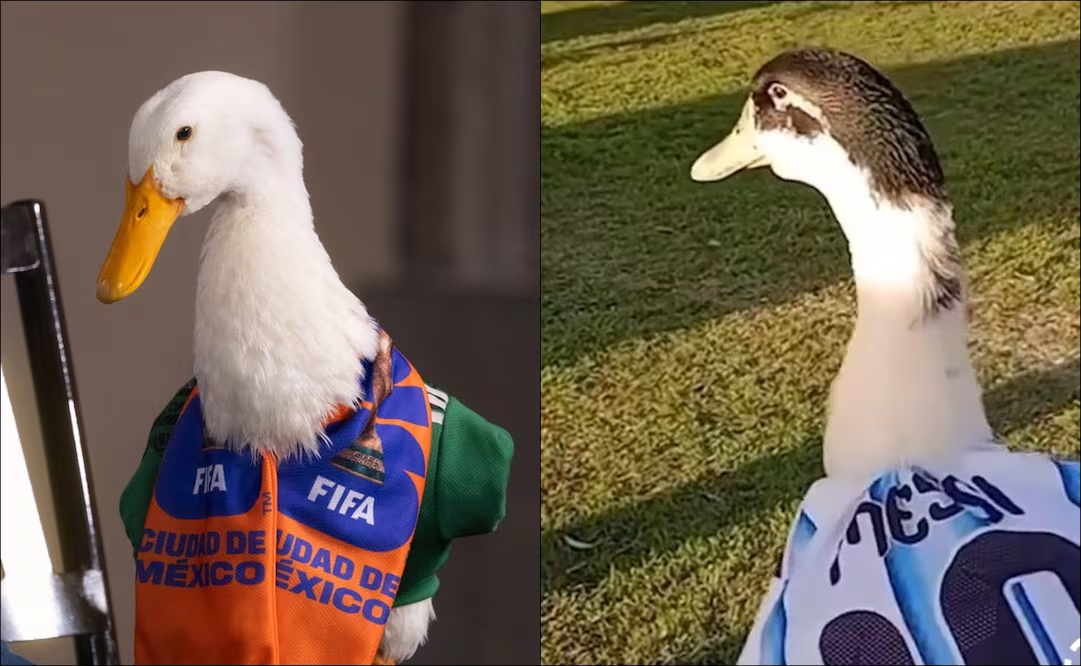 Nace en Argentina «El Pibito», la copia del Pato Merlín con camiseta de Messi