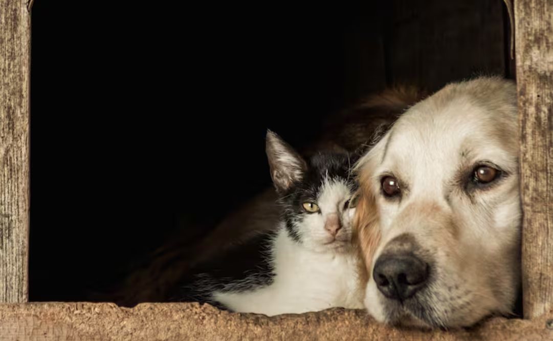 “Porque también son familia”; usuarios activan página para reportar mascotas perdidas tras terremotos en Venezuela