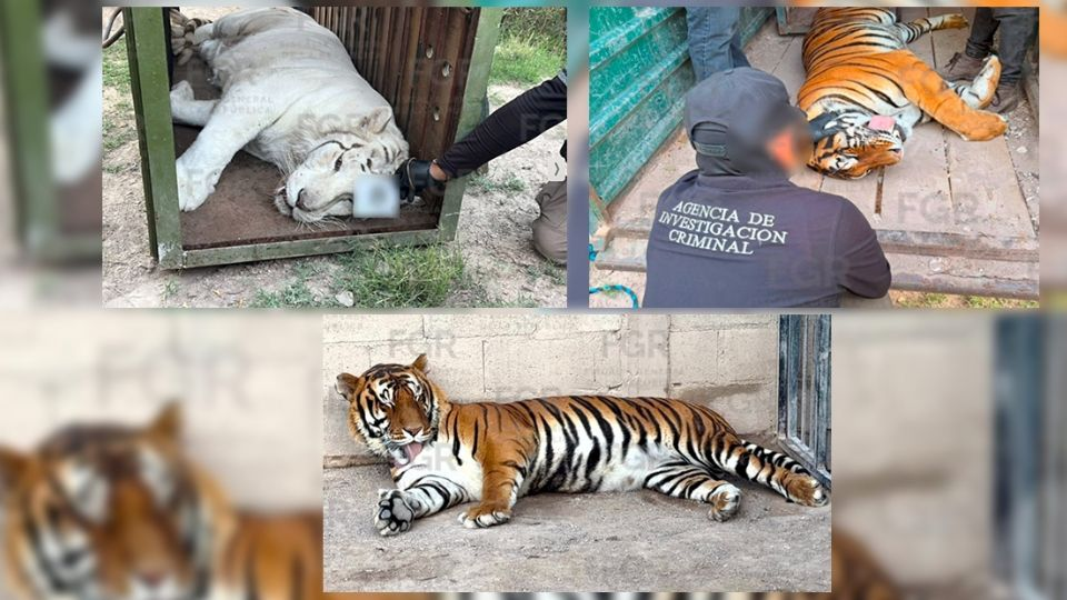 Aseguran tigres de Bengala, un ocelote y un lince durante cateo en Durango