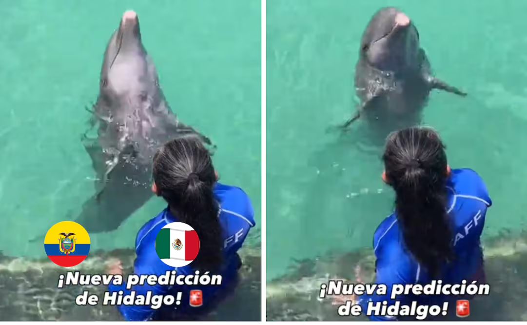 Un nuevo «oráculo» marino en el Mundial; el delfín ‘Hidalgo’ predice el destino de México frente a Ecuador