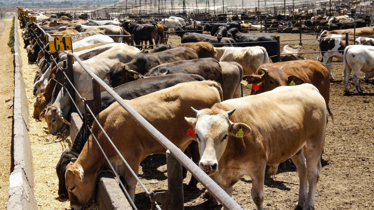 Departamento de Agricultura de EU confirma dos casos más de gusano barrenador en Texas