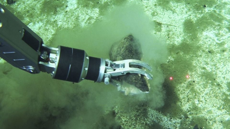 Hallan el cementerio de ballenas más profundo y extenso con fósiles de hasta 5.3 millones de años