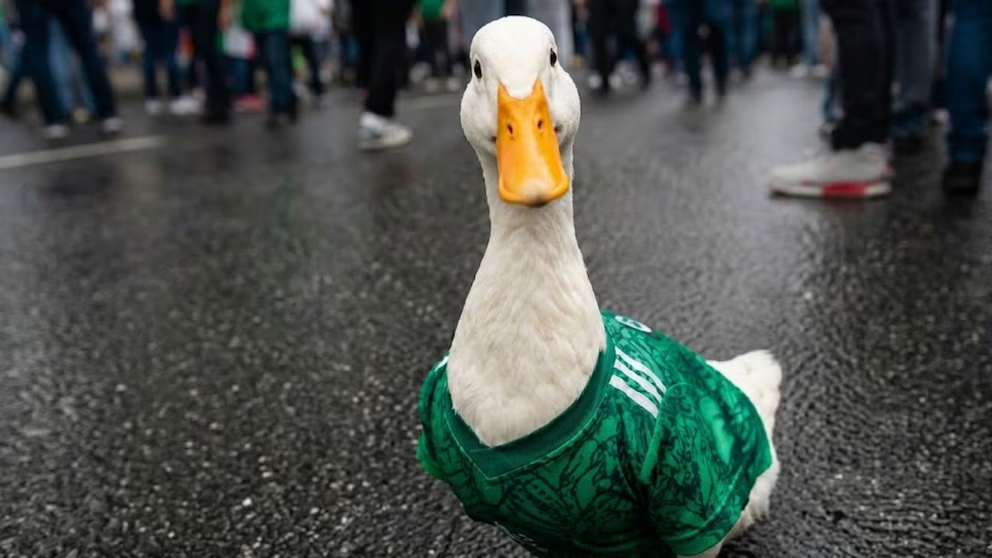  FIFA contacta a la familia dueña del animal viral en el Mundial 2026