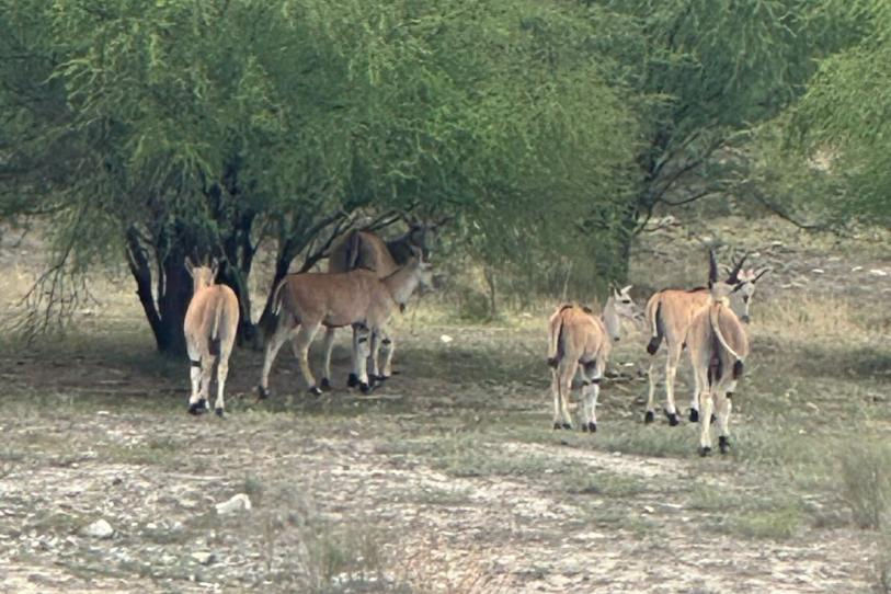 Monitorean gusano barrenador y captan antílopes africanos y especies exóticas en sierra de NL