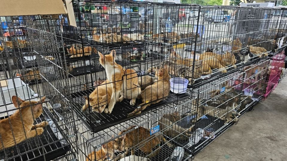 Desmantelan red de comercialización de c4rne de gato en Vietnam; rescatan cerca de 400 ejemplares