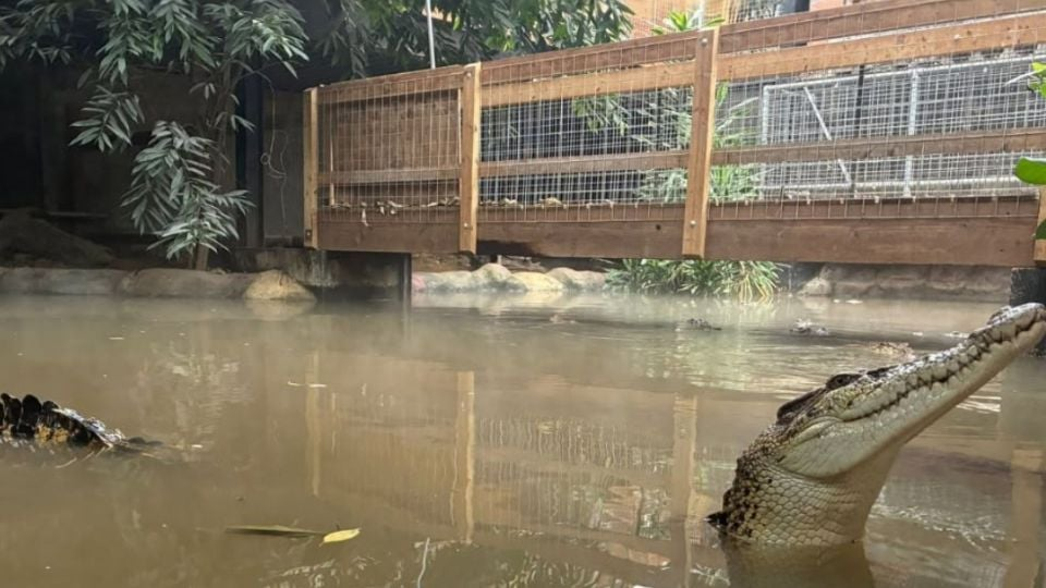 Cae niñ0 de tres añ0s en la zona de cocodrilos de zoológico en Inglaterra; detienen a sujeto por intento de asesin*to