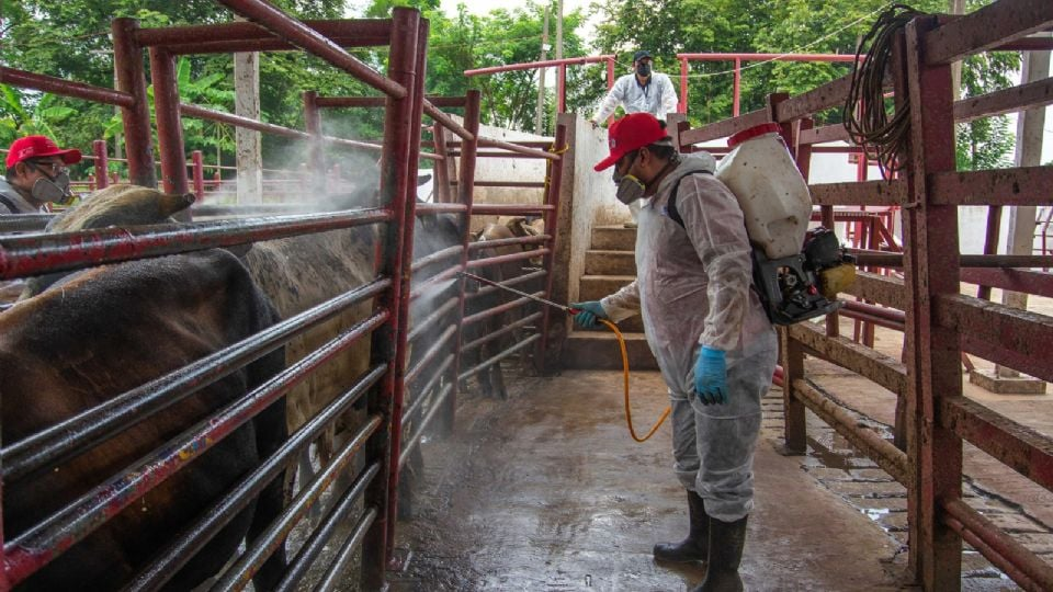 Plaga en ganado de EU: aumentan a 15 los casos de gusano barrenador en Texas
