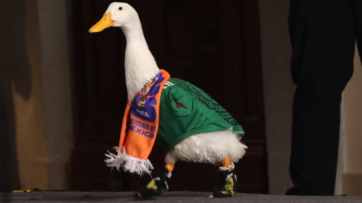 Se ‘echa’ su taco de carnitas los domingos: ¿Qué come y cómo cuidan a Merlín, el pato mundialista?