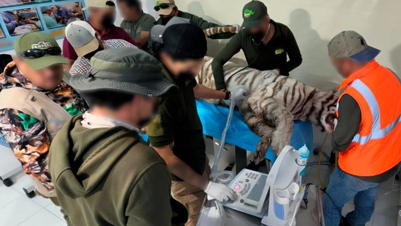 Matan a tigre durante rescate