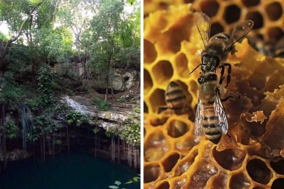 Analiza Corte derechos de abejas y de reserva de cenotes