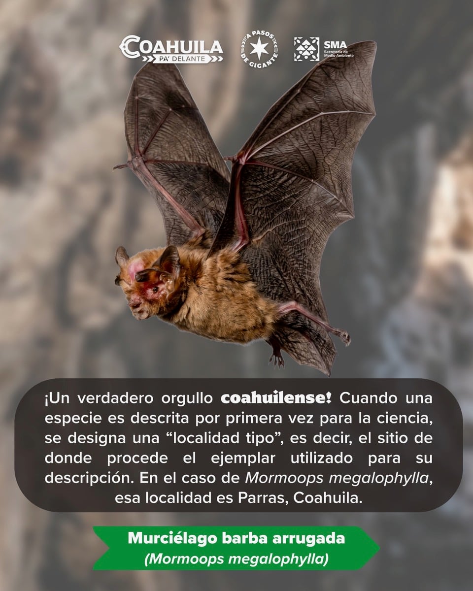SON MURCIÉLAGOS ALIADOS DE ECOSISTEMAS DE COAHUILA
