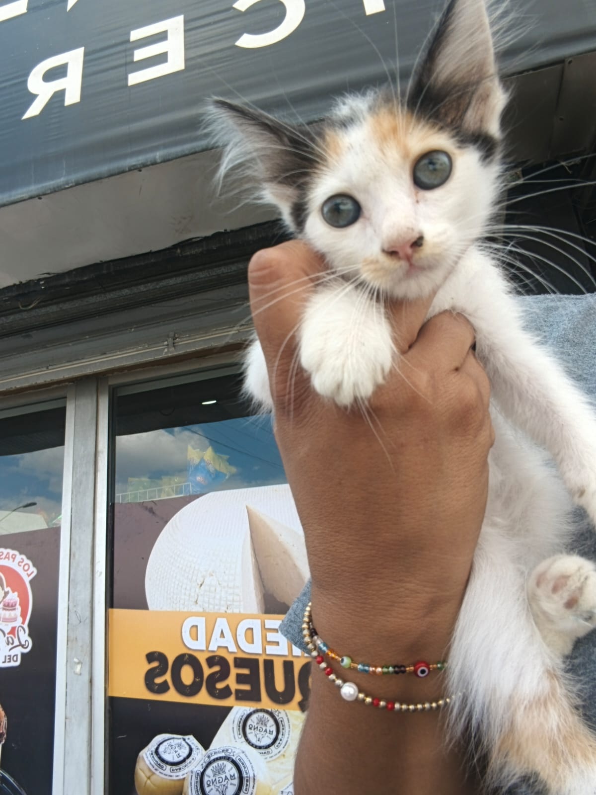 Reconocen responsabilidad tras lanzar un minino al aire
