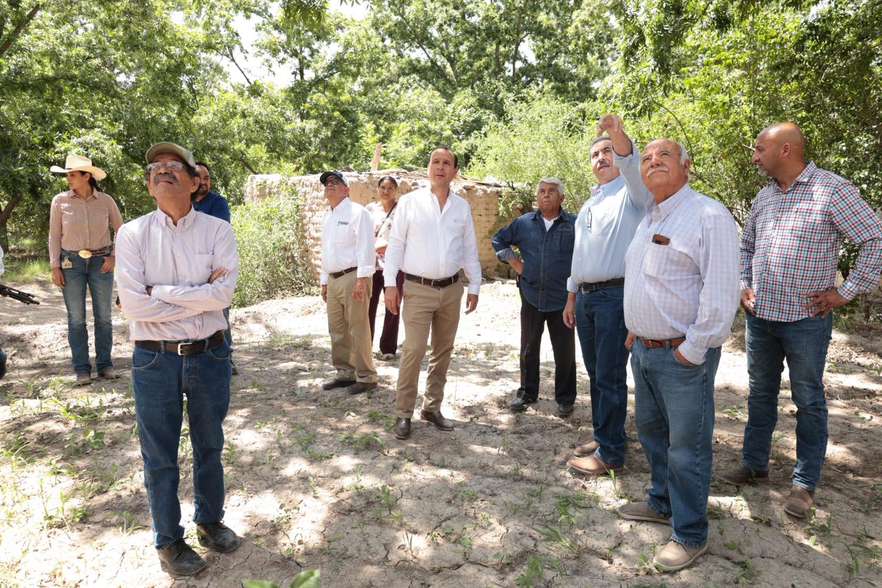 Arrancan acciones para combatir el barrenador del tronco del nogal en Parras