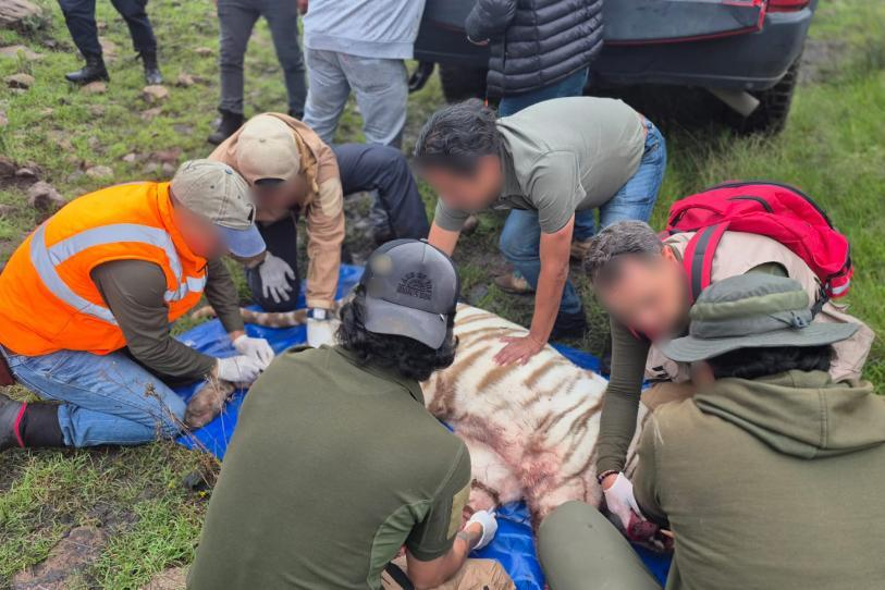 Crecen dudas sobre verdaderas causas de muerte del tigre de Bengala ‘Kenzo’